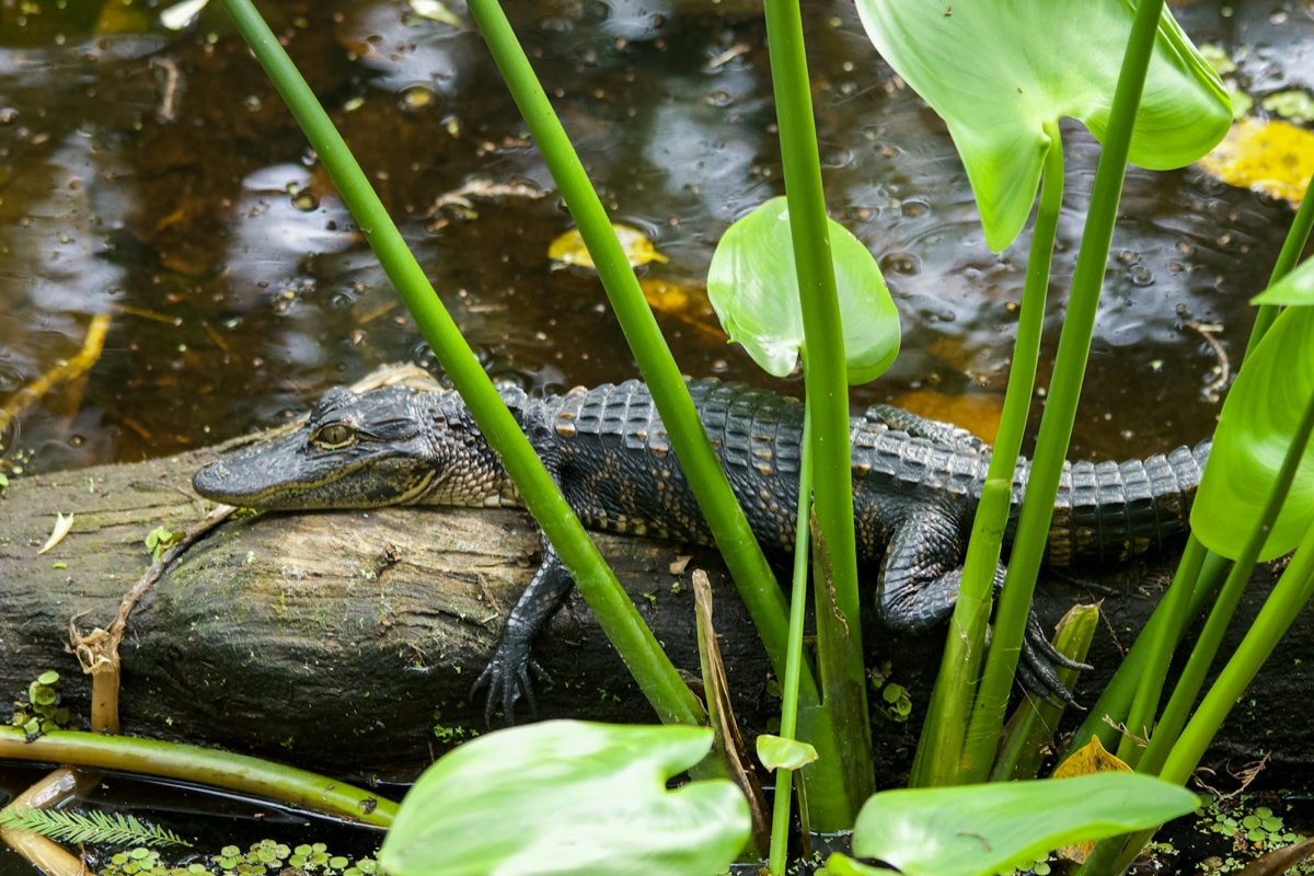 American alligator resting on a log in a Florida wetland