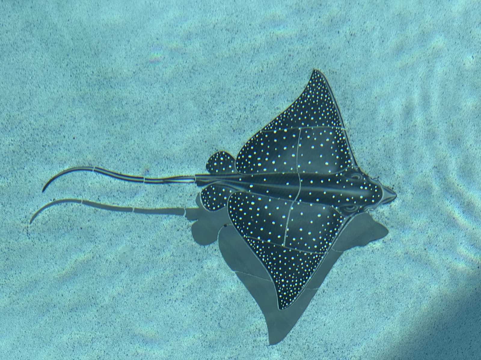 Manta ray mosaic design on the pool floor at Time-Out Corner, Lakeside